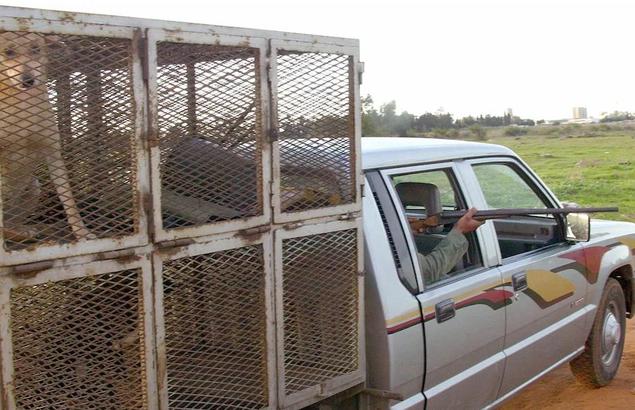 Телеграф: Масштабное убийство бездомных собак в Марокко при подготовке к ЧМ вызвало недовольство во всех слоях общества